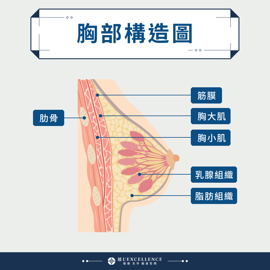胸部構造圖
