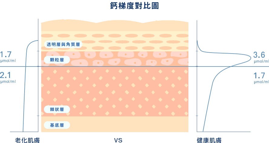 Skin Barrier Diagram