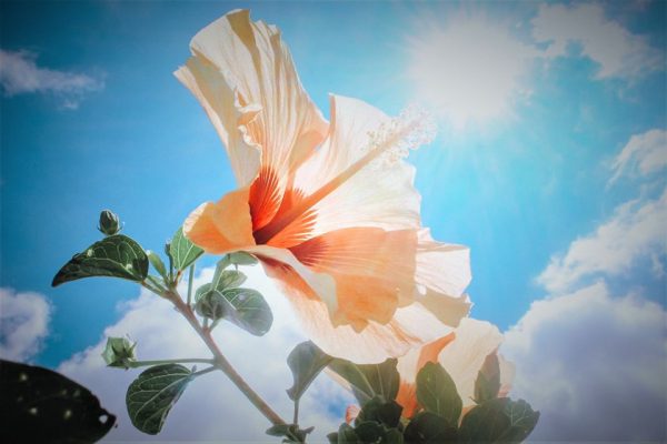 90087749_117228539886542_8878619388576530432_o